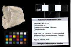 Foto (Objekt + Etiketten) von Goniodromites sp. 